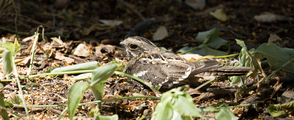 Slender-tailed Nightjar