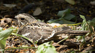 Slender-tailed Nightjar