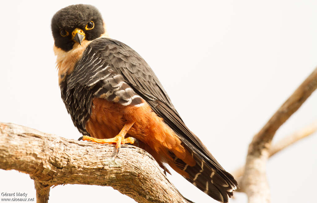 Bat Falconadult, close-up portrait