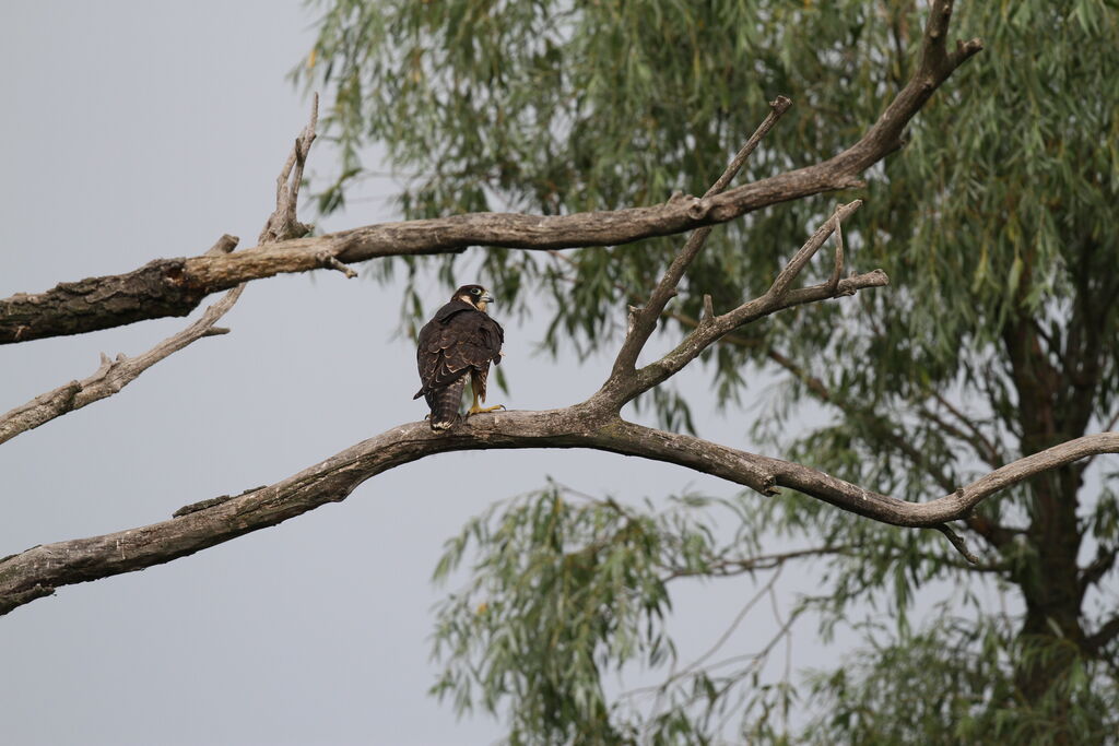 Peregrine Falcon, Behaviour