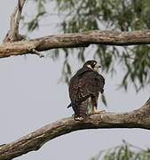 Peregrine Falcon