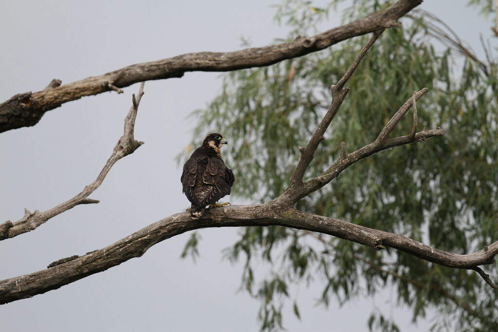 Peregrine Falcon