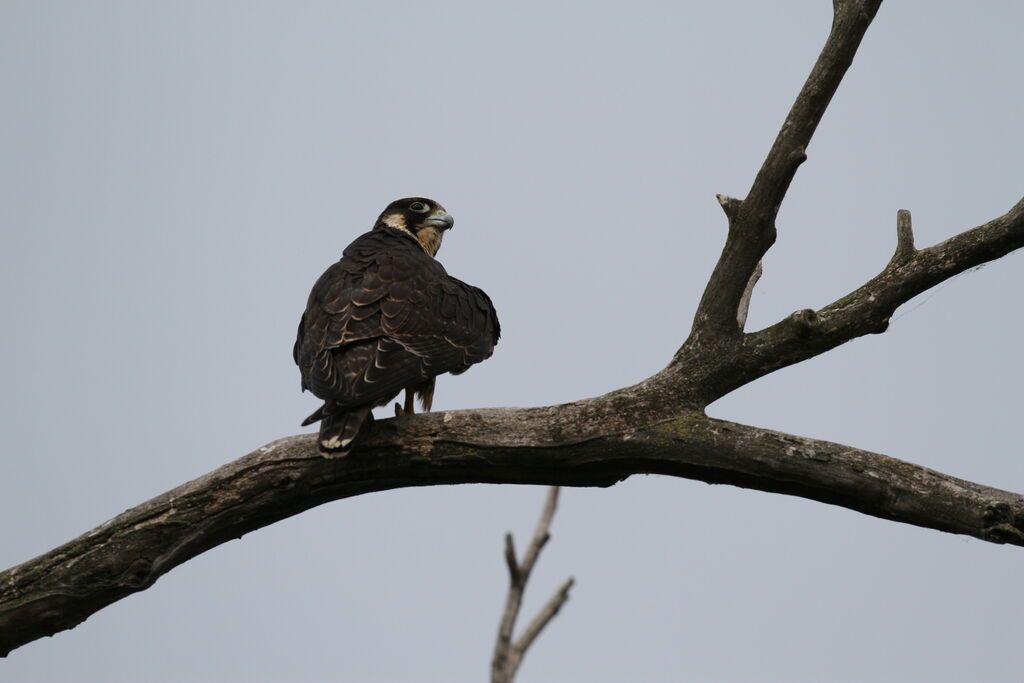 Peregrine Falcon