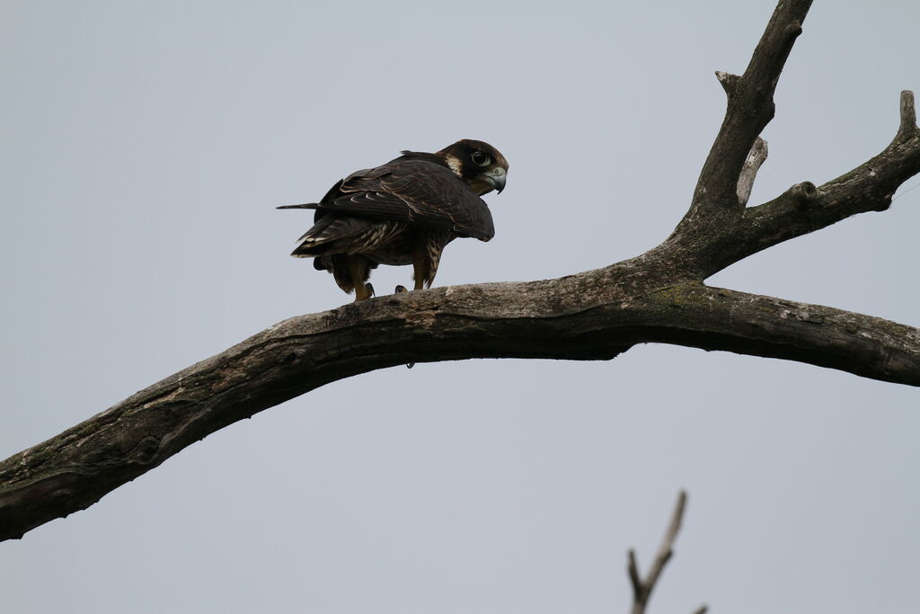 Peregrine Falcon