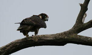 Peregrine Falcon