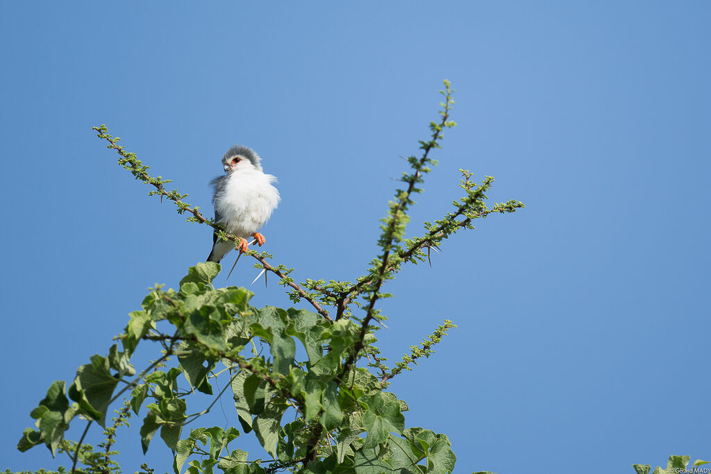 Pygmy Falcon