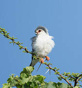 Pygmy Falcon