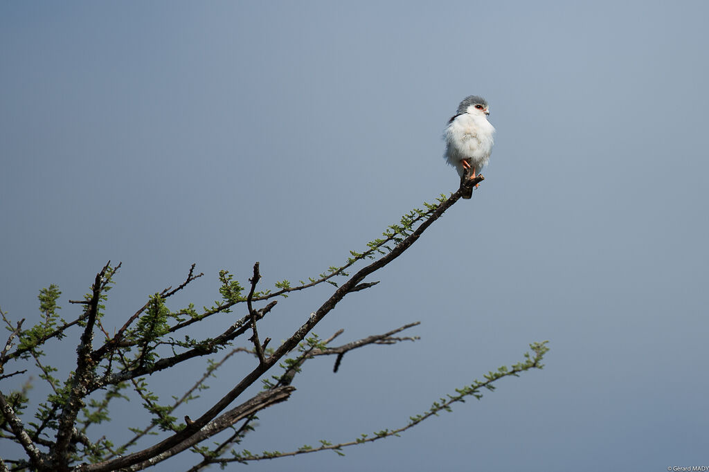 Fauconnet d'Afrique