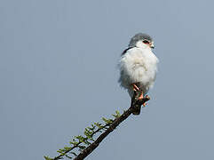 Pygmy Falcon