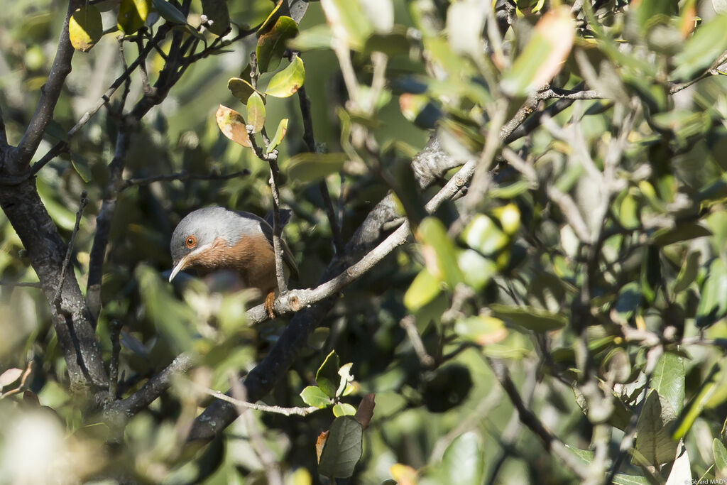 Western Subalpine Warbler