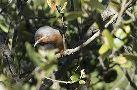 Western Subalpine Warbler