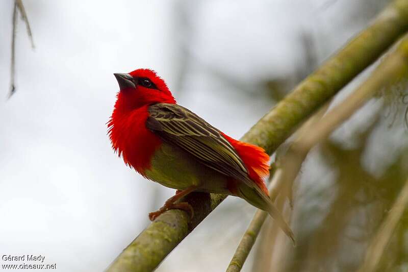 Forest Fody male adult, identification