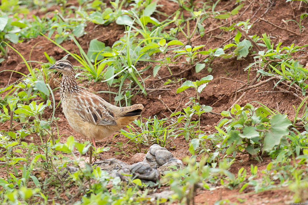 Francolin huppé