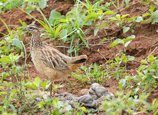 Francolin huppé