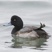 Greater Scaup