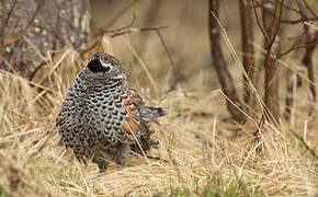 Hazel Grouse