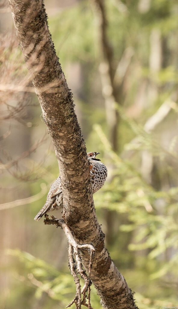 Hazel Grouse