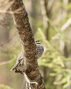 Hazel Grouse