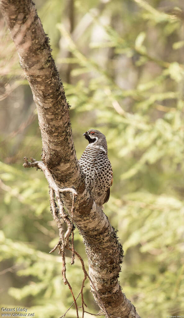 Hazel Grouse male adult, Behaviour