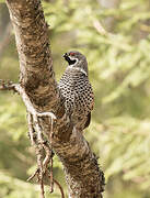 Hazel Grouse