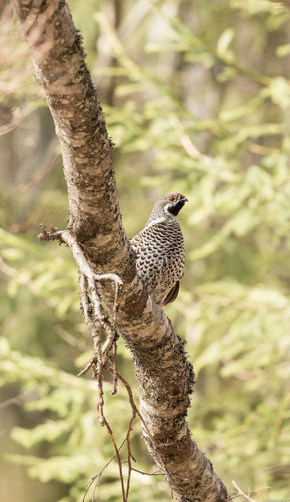 Hazel Grouse