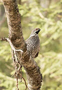 Hazel Grouse