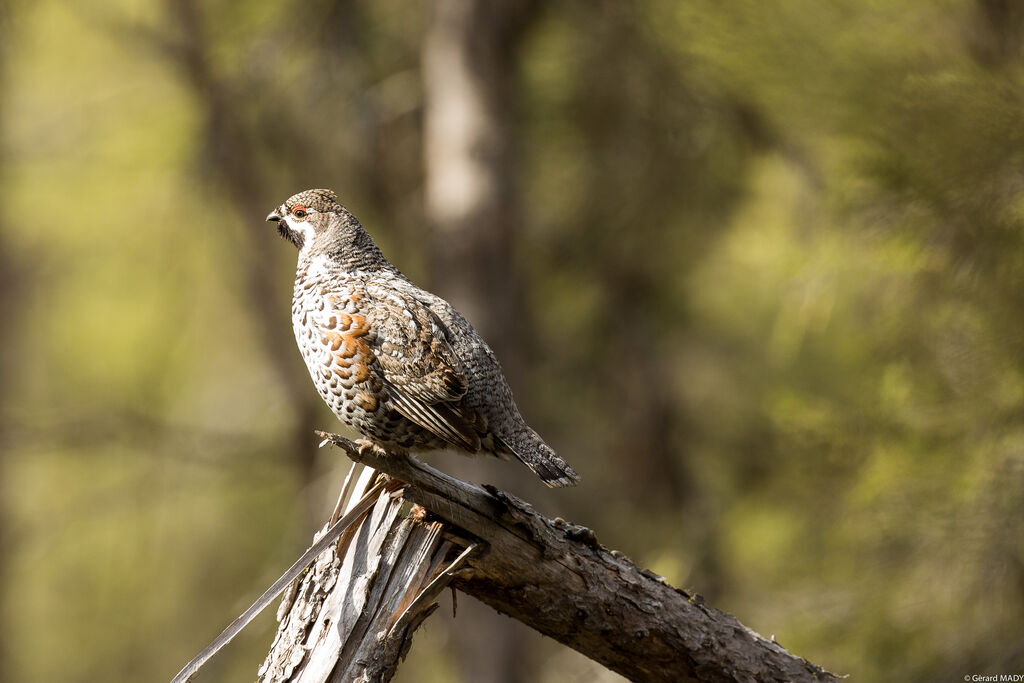 Hazel Grouse male adult