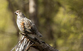 Hazel Grouse