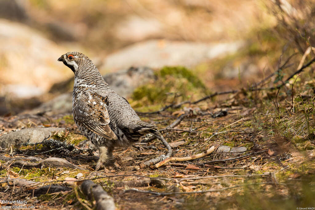 Hazel Grouse male adult, identification