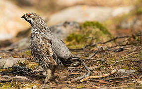 Hazel Grouse