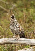 Hazel Grouse