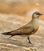 Madagascan Pratincole