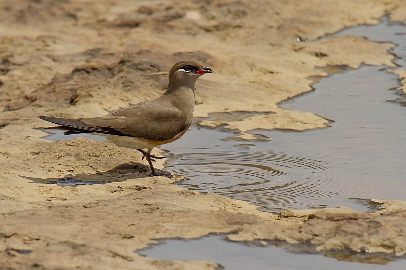 Madagascar Pratincole