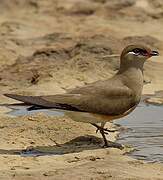 Madagascan Pratincole