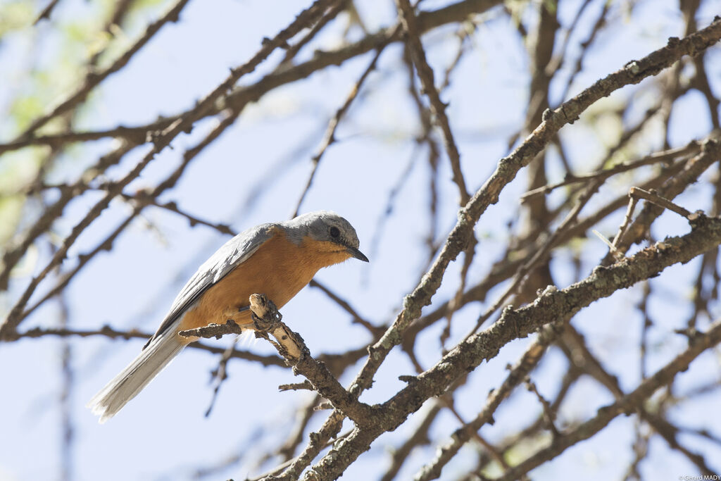 Gobemouche argenté