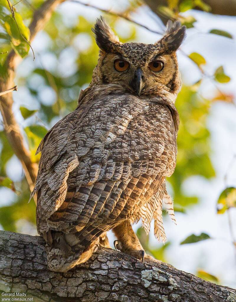 Great Horned Owladult, identification