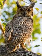 Great Horned Owl