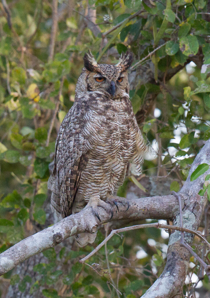 Great Horned Owl