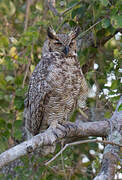 Great Horned Owl