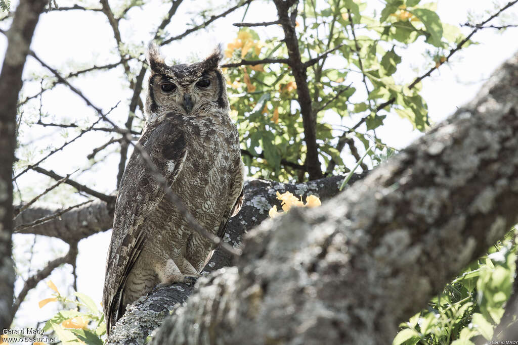 Greyish Eagle-Owladult, identification