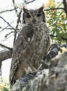 Greyish Eagle-Owl