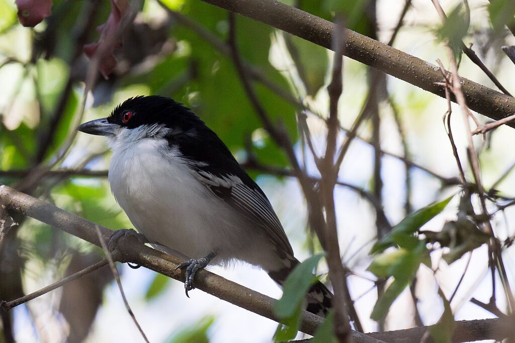 Great Antshrike