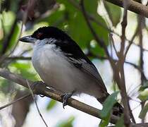 Great Antshrike