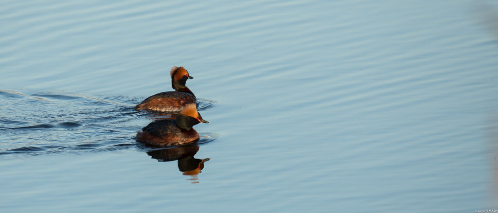 Horned Grebe 