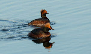 Horned Grebe