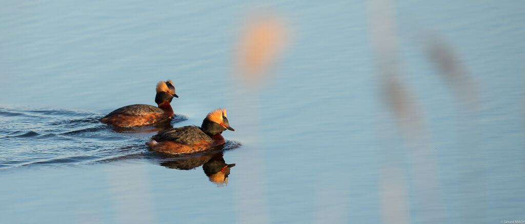 Horned Grebe 