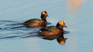 Horned Grebe