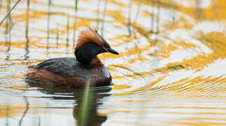 Horned Grebe