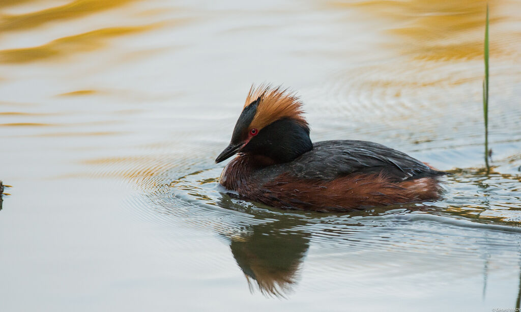 Horned Grebe