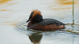 Horned Grebe